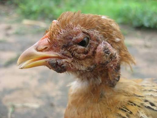 FOWL POX: A SILENT THREAT TO POULTRY HEALTH
